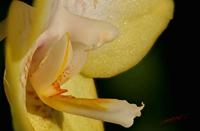 Cjp_2006_11_29_113313_RZ5_Orchidee_2.jpg