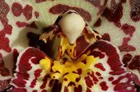 Cjp_2006_11_29_114112_RZ5_Orchidee_2.jpg