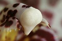 Cjp_2006_11_29_115309_RZ5_Orchidee_3.jpg