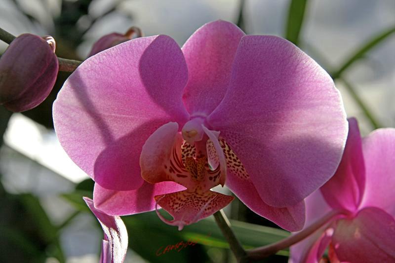 Cjp_2006_11_29_121849.jpg
