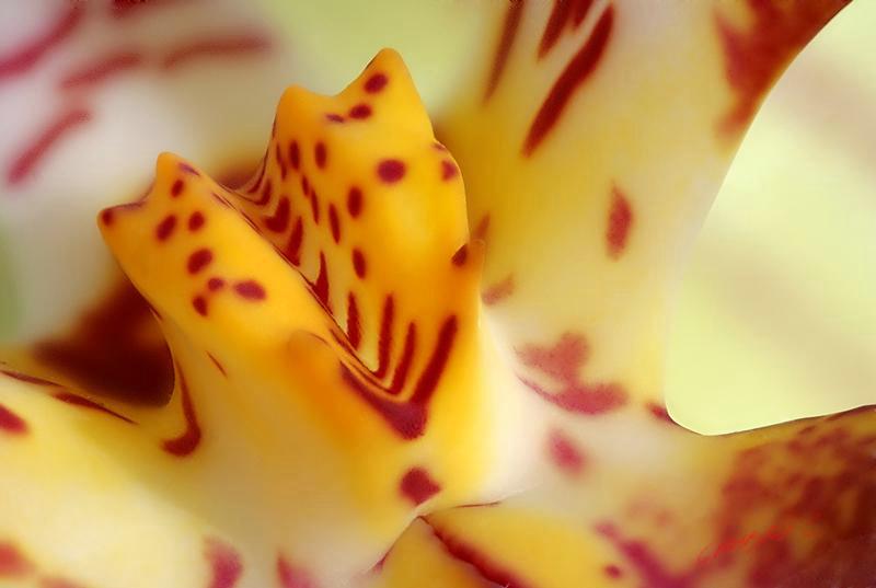 Cjp_2006_12_14_113605_RZ5_Orchidee_2.jpg