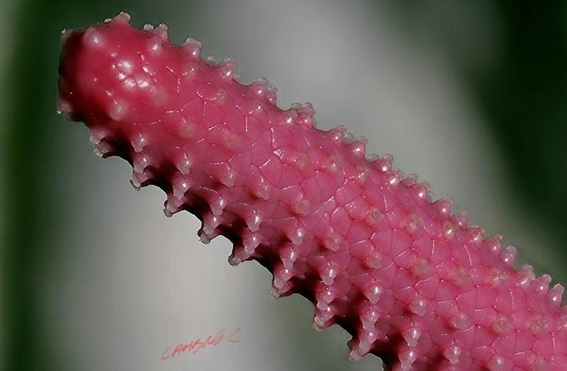 Cjp_2006_12_17_143749_RZ5_Anthurium_2.jpg
