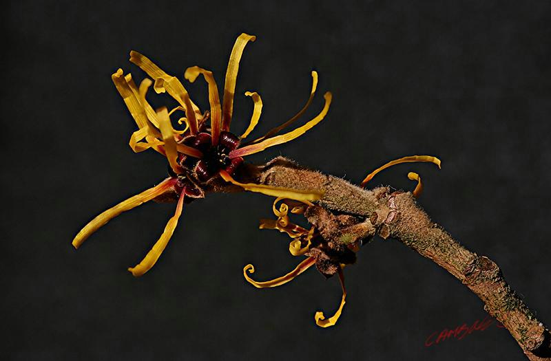 Cjp_2007_02_03_141159_RZM_Hamamelis.jpg