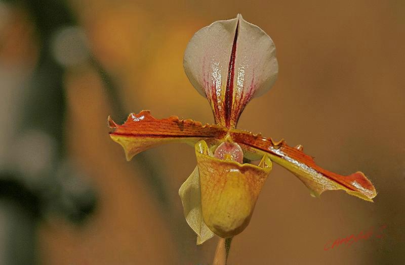 Cjp_2007_02_10_171557_RZM_Orchidee.jpg