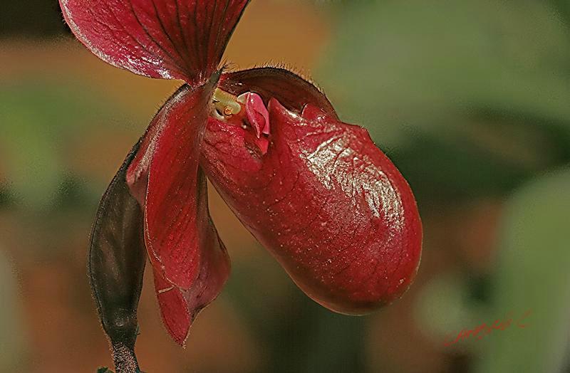 Cjp_2007_02_10_172051_RZM_Orchidee.jpg