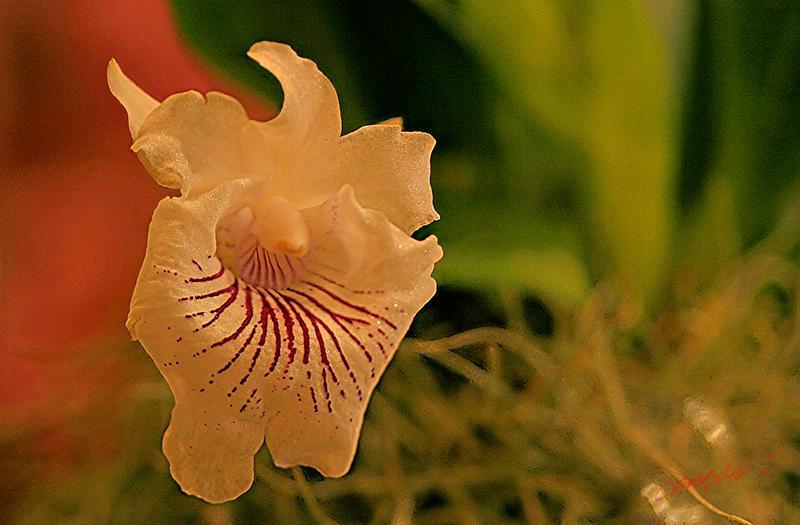 Cjp_2007_02_10_182219_RZM_Orchidee.jpg