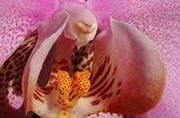 Cjp_2006_11_29_121205_RZ5_Orchidee_2.jpg