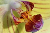 Cjp_2006_12_14_111858_RZ5_Orchidee_3.jpg