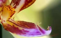 Cjp_2006_12_14_112849_RZ5_Orchidee_3.jpg