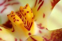 Cjp_2006_12_14_113605_RZ5_Orchidee_2.jpg