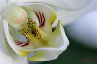 Cjp_2006_12_14_114557_RZ5_Orchidee_3.jpg