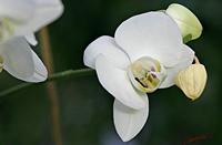 Cjp_2006_12_14_115240_RZ5_Orchidee_2.jpg