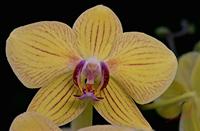 Cjp_2006_12_14_115631_RZ5_Orchidee_2.jpg