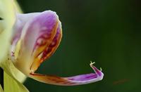 Cjp_2006_12_14_120129_RZ5_Orchidee_3.jpg