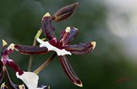 Cjp_2006_12_14_120634_RZ5_Orchidee_2.jpg