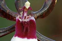 Cjp_2006_12_14_120926_RZ5_Orchidee_3.jpg