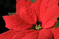 Cjp_2006_12_15_153730_Poinsettia.jpg