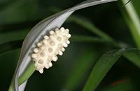 Cjp_2006_12_17_142757_RZ5_Spathiphyllum_2.jpg
