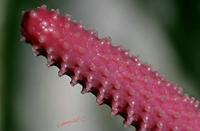Cjp_2006_12_17_143749_RZ5_Anthurium_2.jpg