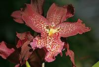 Cjp_2006_12_20_111953_RZ5_Orchidee_2.jpg