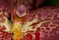 Cjp_2006_12_20_113147_RZ5_Orchidee_2.jpg