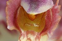 Cjp_2006_12_20_114610_RZ5_Orchidee_2.jpg