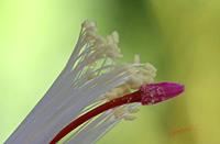Cjp_2006_12_20_115437_RZ5_2.jpg