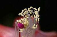 Cjp_2006_12_20_115811_RZ5_2.jpg