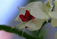 Cjp_2006_12_20_120806_RZ5_Clerodendrum_2.jpg