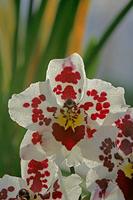 Cjp_2006_12_20_121306_2.jpg