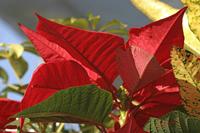 Cjp_2006_12_20_121541.jpg