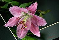 Cjp_2006_12_28_112127_RZ5_Lilium_2.jpg