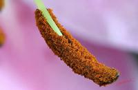 Cjp_2006_12_28_113718_RZ5_Lilium_2.jpg