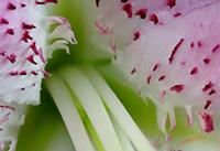 Cjp_2006_12_28_114125_RZ5_Lilium_2.jpg