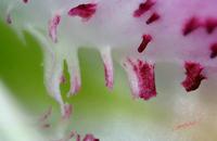 Cjp_2006_12_28_114447_RZ5_Lilium_2.jpg