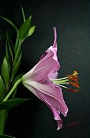 Cjp_2006_12_28_164837_RZ5_Lilium_2.jpg