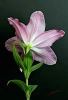 Cjp_2006_12_28_165750_RZ5_Lilium_2.jpg
