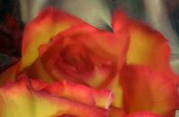 Cjp_2006_12_30_164934_RZ5_2.jpg