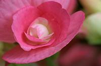 Cjp_2007_01_12_155811_RZ5_Begonia_2.jpg