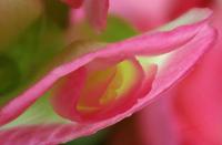 Cjp_2007_01_12_180407_RZ5_Begonia_2.jpg