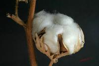 Cjp_2007_01_14_175000_2.jpg