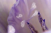 Cjp_2007_01_22_130033_RZM_2.jpg