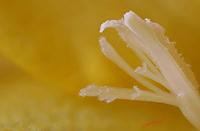 Cjp_2007_01_22_130748_RZM_2.jpg