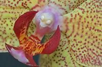Cjp_2007_02_01_161523_RZM_Orchidee_2.jpg