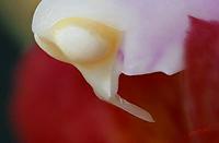 Cjp_2007_02_01_164050_RZM_Orchidee_2.jpg