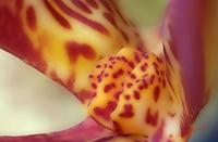 Cjp_2007_02_01_164523_RZM_Orchidee_2.jpg