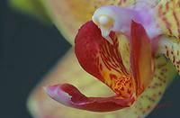 Cjp_2007_02_01_171914_RZM_Orchidee_2.jpg