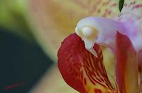Cjp_2007_02_01_172151_RZM_Orchidee_2.jpg
