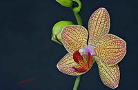 Cjp_2007_02_01_172415_RZM_Orchidee_2.jpg