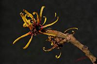 Cjp_2007_02_03_141159_RZM_Hamamelis.jpg